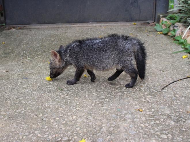 O animal foi encontrado sem a mãe em Governador Valadares