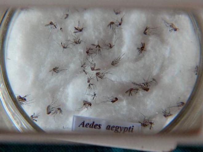 Mosquito é transmissor da dengue, zika e chikungunya