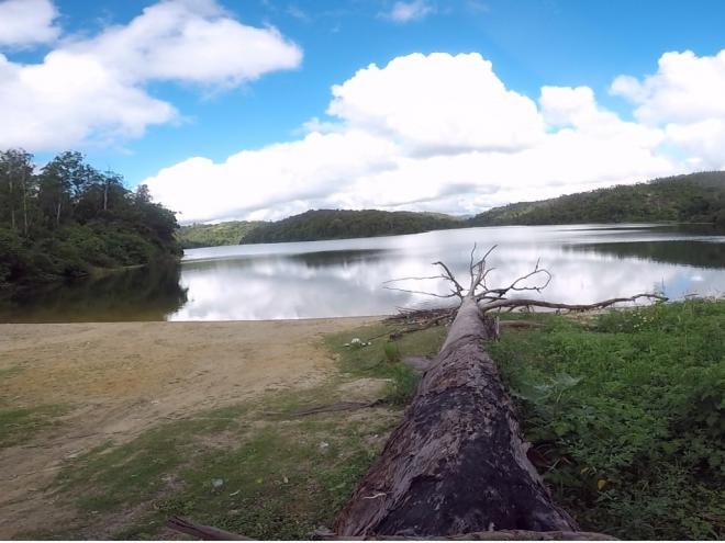 Fogo de churrasqueiras improvisadas junto aos troncos levaram árvores a tombar à beira da lagoa 