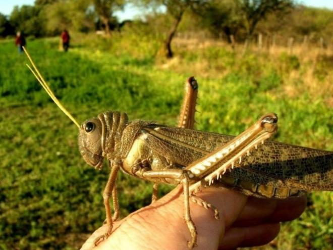 A nuvem atual é composta por gafanhotos da espécie Chromacris speciosa, segundo o Senasa