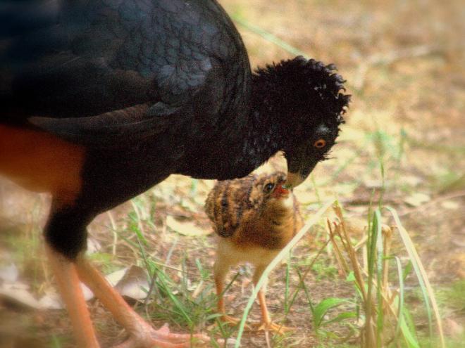 Mutum-do-sudeste figura em um grupo de pelo menos 21 espécies de aves que foram salvas de extinção nos últimos 30 anos 