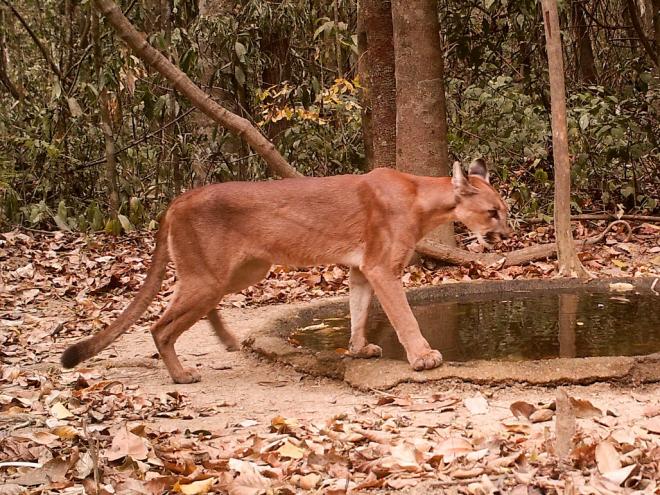 Todas as espécies registradas na área da empresa estão presentes em listas oficiais de animais ameaçados de extinção