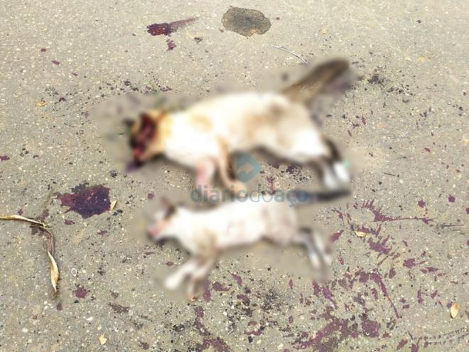 Os dois gatos mortos por espancamento, em Iapu