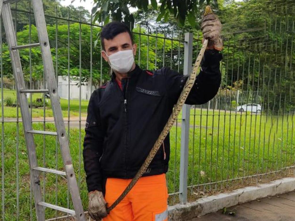 Réptil apareceu em gramado de condomínio no bairro Cariru e teve que ser removido por um Bombeiro Militar 