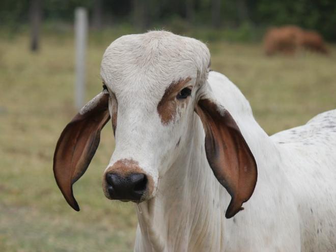 Guia autoriza o transporte e a comercialização dos animais dentro de Minas e na saída para outros estados