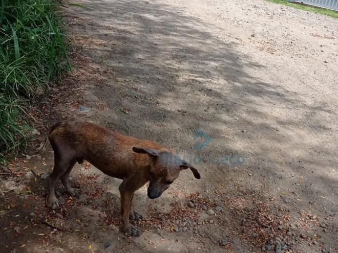 O cãozinho morto a pauladas na tarde de quarta-feira vivia pela ruas do distrito