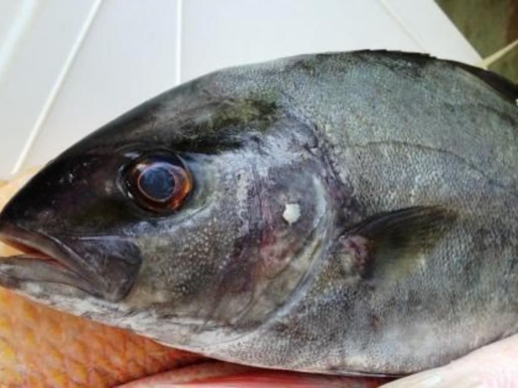 Entre 2017 e 2018  foram registrados casos de contaminação de pessoas que comeram do peixe da espécie arabaiana, conhecido como 