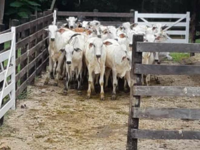 Bovinos foram levados de fazenda