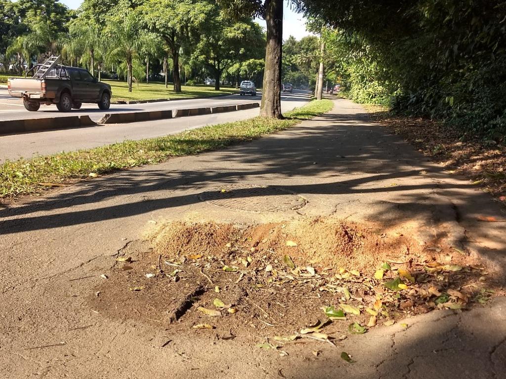 Um formigueiro se formou no centro do buraco, nesse trecho da calçada compartilhada 