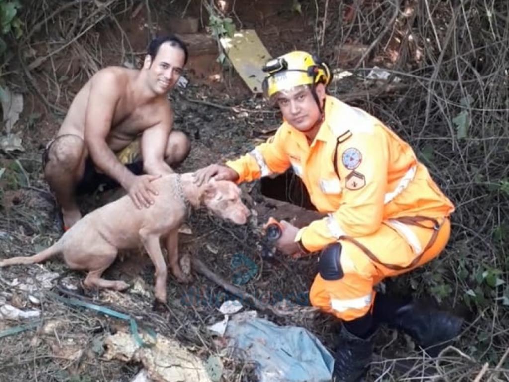 O animal da raça pit bull foi resgatado em uma cisterna nesta terça-feira