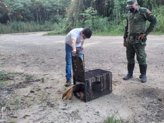 Dentre os bichos devolvidos às matas estava  um tamanduá Mirim (Tamandua tetradactyla)