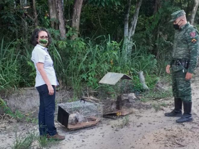 Foram devolvidos ao ambiente natural 13 indivíduos de 5 espécies diferentes, entre aves e mamíferos que chegaram para tratamento e reabilitação a partir de abril de 2020