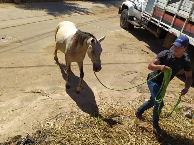 Animais são levados a leilão caso os donos não compareçam para retirá-los de curral em até 15 dias 