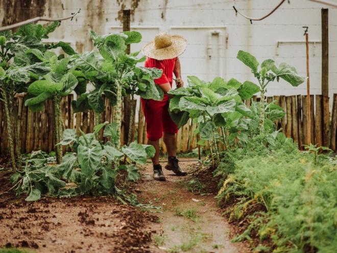 Detentos plantam e cuidam de verduras e legumes que são doados a entidades filantrópicas do município 