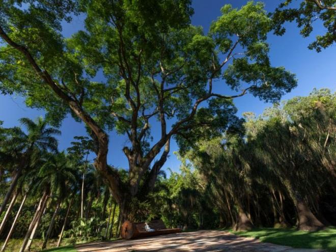 Tamboril é a árvore-símbolo do museu natural: tamanho majestoso