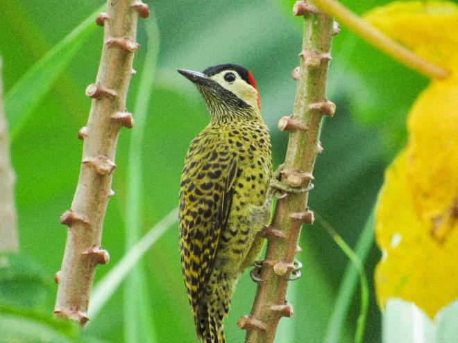 Período da manhã costuma ser o de maior atividade das aves