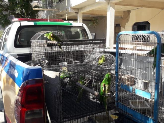 Os animais eram mantidos em cativeiro sem a devida autorização de órgão ambiental competente 