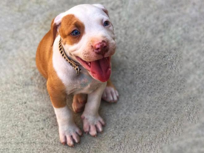 Filhote de Pitbull foi furtado de uma residência entre o Esperança e o Vila Formosa, na noite de domingo 