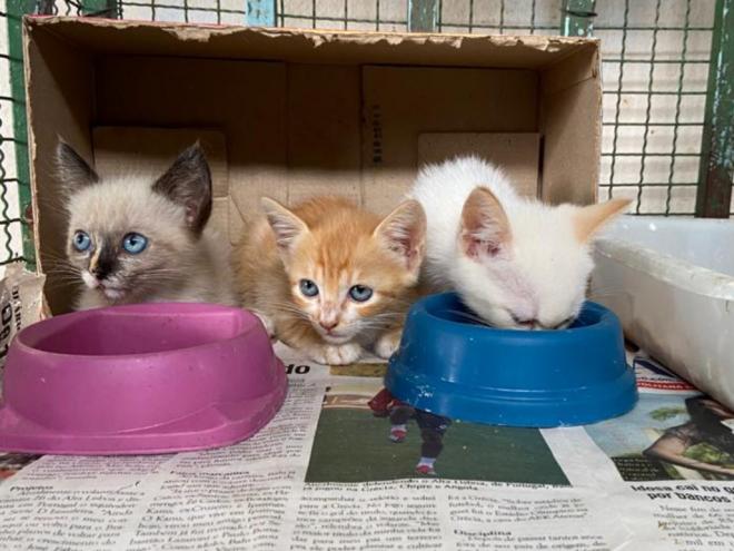 Sob condições especiais, após aprovação em entrevista, cães e gatos são liberados com castração e vacinas para os adotantes 