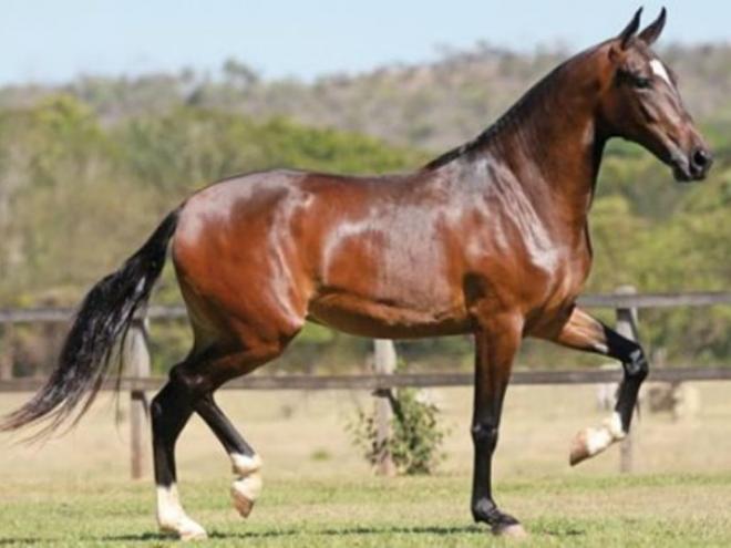O cavalo furtado é parecido com esse: alazão (marrom) com crina, aproximadamente dois anos de idade, três patas brancas e mancha branca na testa