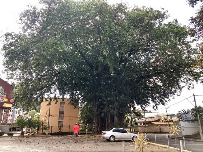 Ficus gigante, na avenida Japão, bairro Cariru, um símbolo da resistência da natureza em meio à cidade 