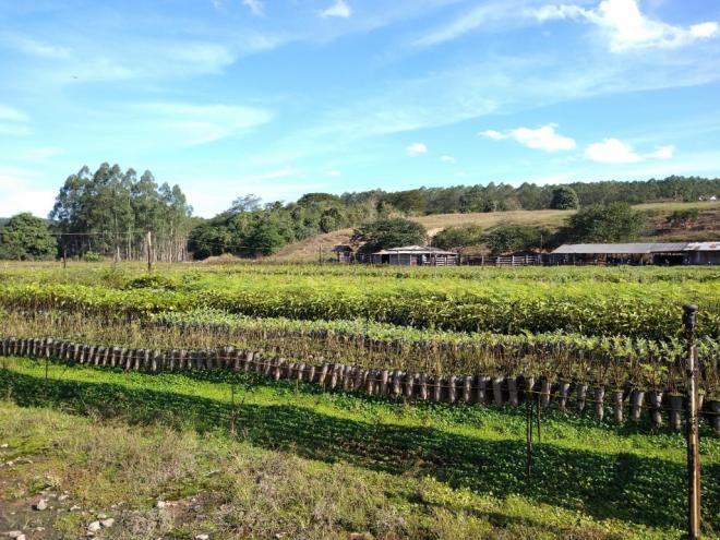 Serão plantadas 250 mudas de árvores com o objetivo de recuperar uma encosta