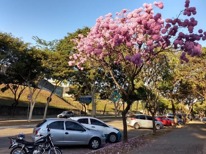 A estação das flores tem início nesta quarta-feira, dia 22 de setembro 