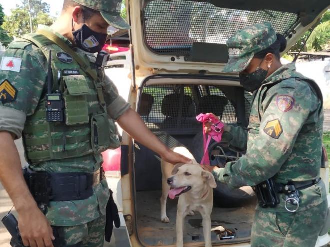 Cadela foi resgatada e agora será doada a um cuidador