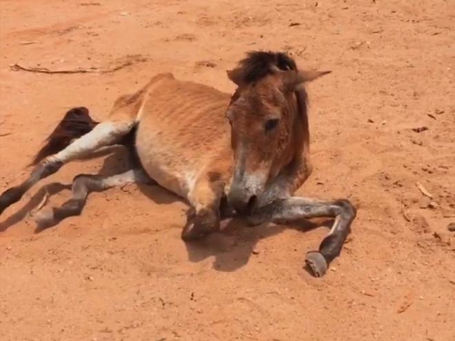 O animal, normalmente usado para puxar carroças quando sadio, chegou à exaustão e foi abandonado para morrer