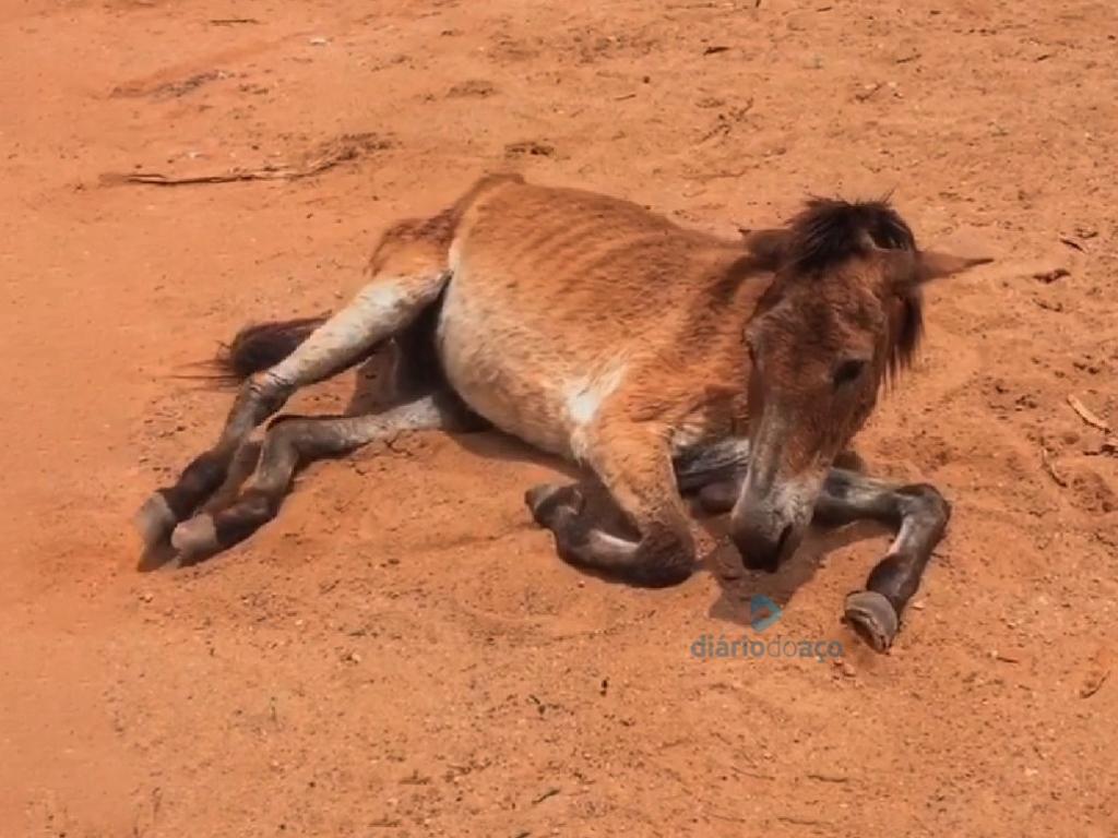 Caso da mulinha abandonada na estrada de Barra Alegre foi o segundo em dois dias, em Ipatinga