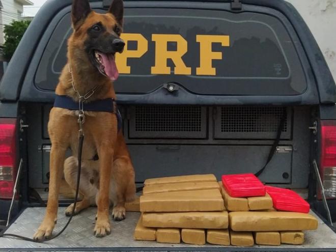 Cão farejador ajudou policiais a encontrar carga de entorpecentes em ônibus na BR-381