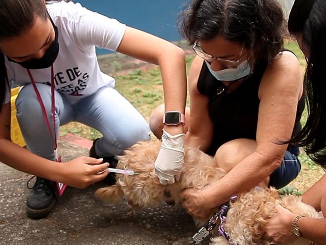 Zoonoses de Timóteo alerta para imunizar filhotes com mais de três meses e também animais adultos que ainda não receberam a dose este ano