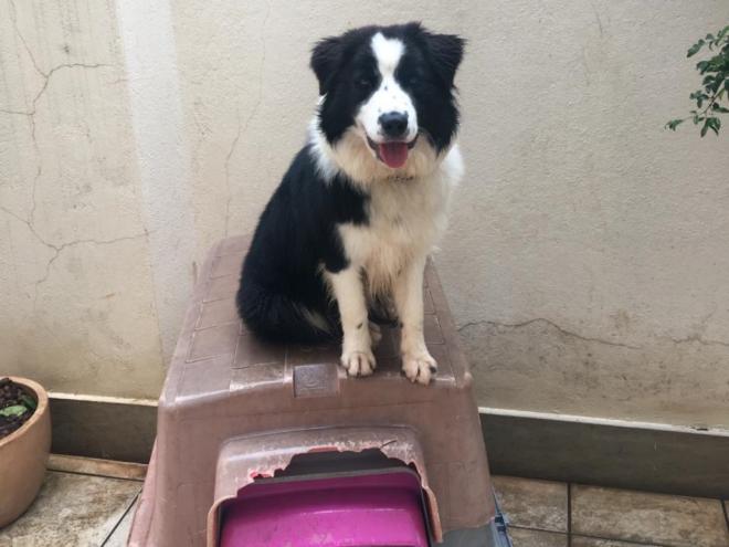 Segundo o pesquisador, a possibilidade de cães e gatos transmitirem a doença é muito pequena