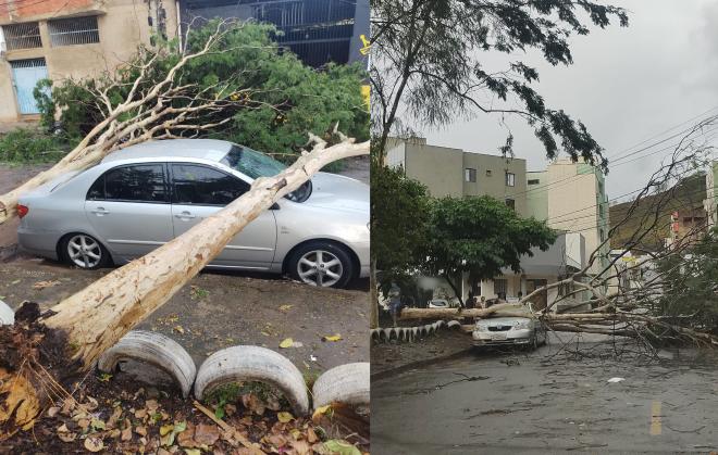 Queda de árvore no residencial Ayrton Senna, em Ipatinga