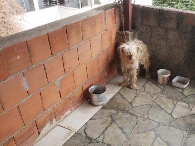O dono admitiu que o cachorro não comia havia dois dias; com a corda muito curta, o cão mal conseguia se deitar 