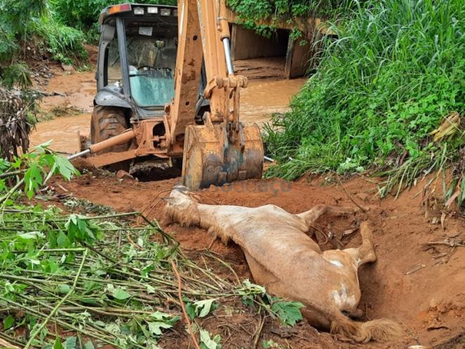 O cavalo foi sacrificado depois de passar horas agonizando no córrego