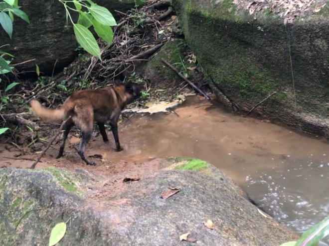 Cão farejador foi usado no local onde o corpo foi encontrado, enterrado à margem de uma cachoeira do ribeirão Ipanema; acredita que o corpo foi jogado à noite e, no dia seguinte, enterrado; local é de dificil acesso