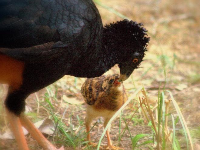 Rota do Mutum recebeu esse nome em razão da reintrodução do Mutum-do-Sudeste à natureza