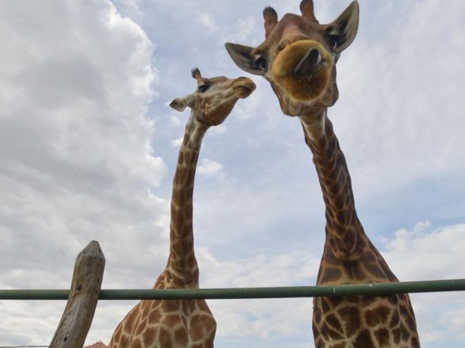 Segundo relatório da Polícia Federal, animais importados da África estavam em condições inadequadas