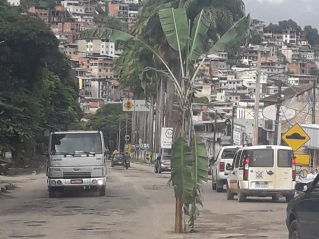 Revoltados com a pavimentação esburacada, moradores plantaram bananeiras ao longo da BR-262 em Manhuaçu