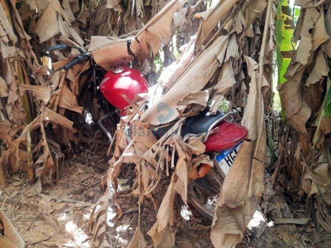 A moto utilizada no homicídio estava escondida entre pés de banana na zona rural de Marliéria