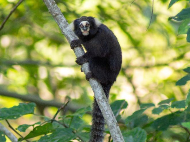Invasão de outras espécies é prejudicial para o sagui-caveirinha, afirmam biólogas 