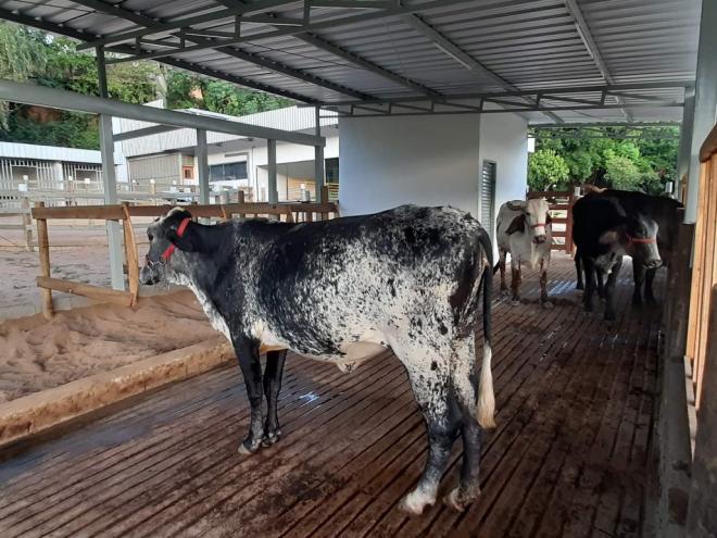 Todos os animais atendidos devem possuir um tutor responsável para acompanhamento
