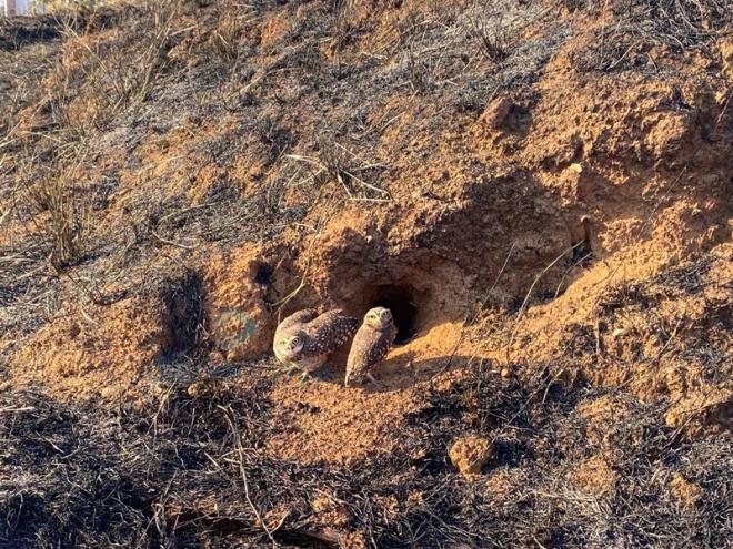 Corujas e outras aves também sofreram com o incêndio 