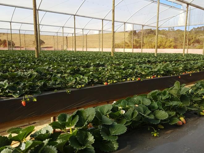 Evolução do setor agropecuário, com auxílio de novas tecnologias e atendimento a uma demanda crescente do mundo, são destaques, avalia Seapa