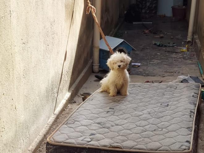 Cachorro de pequeno porte ficava amarrado por uma corda curta, num local sujo e sem alimentação e água