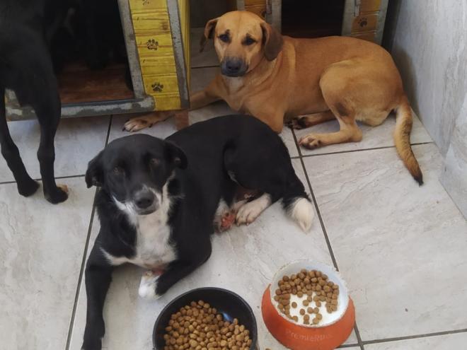 Na associação, os animais recebem cuidados e um lar temporário 