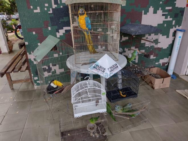 As aves e um jabuti que foram apreendidos pela PM ambiental