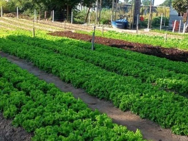 O plantio e o cultivo dos alimentos possuem muitas vantagens, como o baixo custo de produção e manutenção