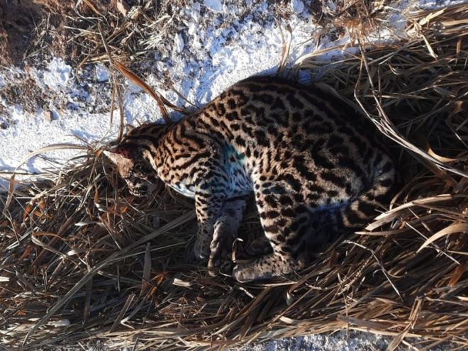 A jaguatirica foi encontrada ferida e levada para ser medicada no Cebus, na Usipa
